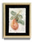 original-painting-botanical-vintage-watercolor-marta-spendowska-verymarta-Painting in watercolor | Pear