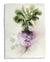 original-painting-botanical-vintage-watercolor-marta-spendowska-verymarta-Painting in watercolor | Turnip