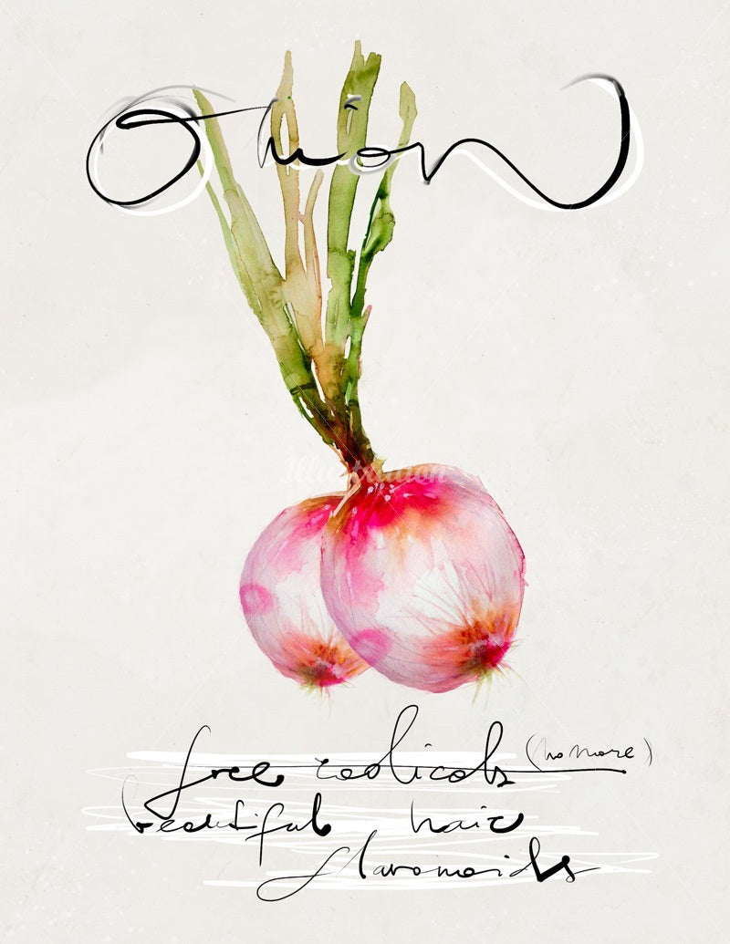 Watercolor illustration, watercolor painting veggies onion food illustration by Marta Spendowska