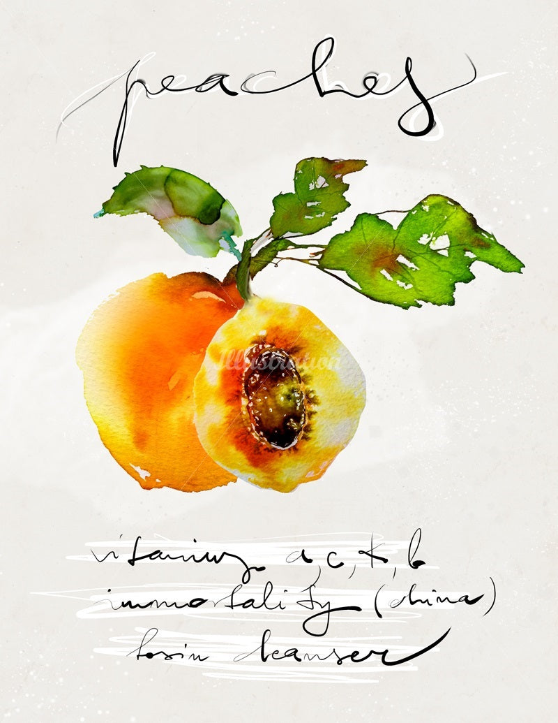 Watercolor illustration, watercolor painting veggies peaches food illustration by Marta Spendowska