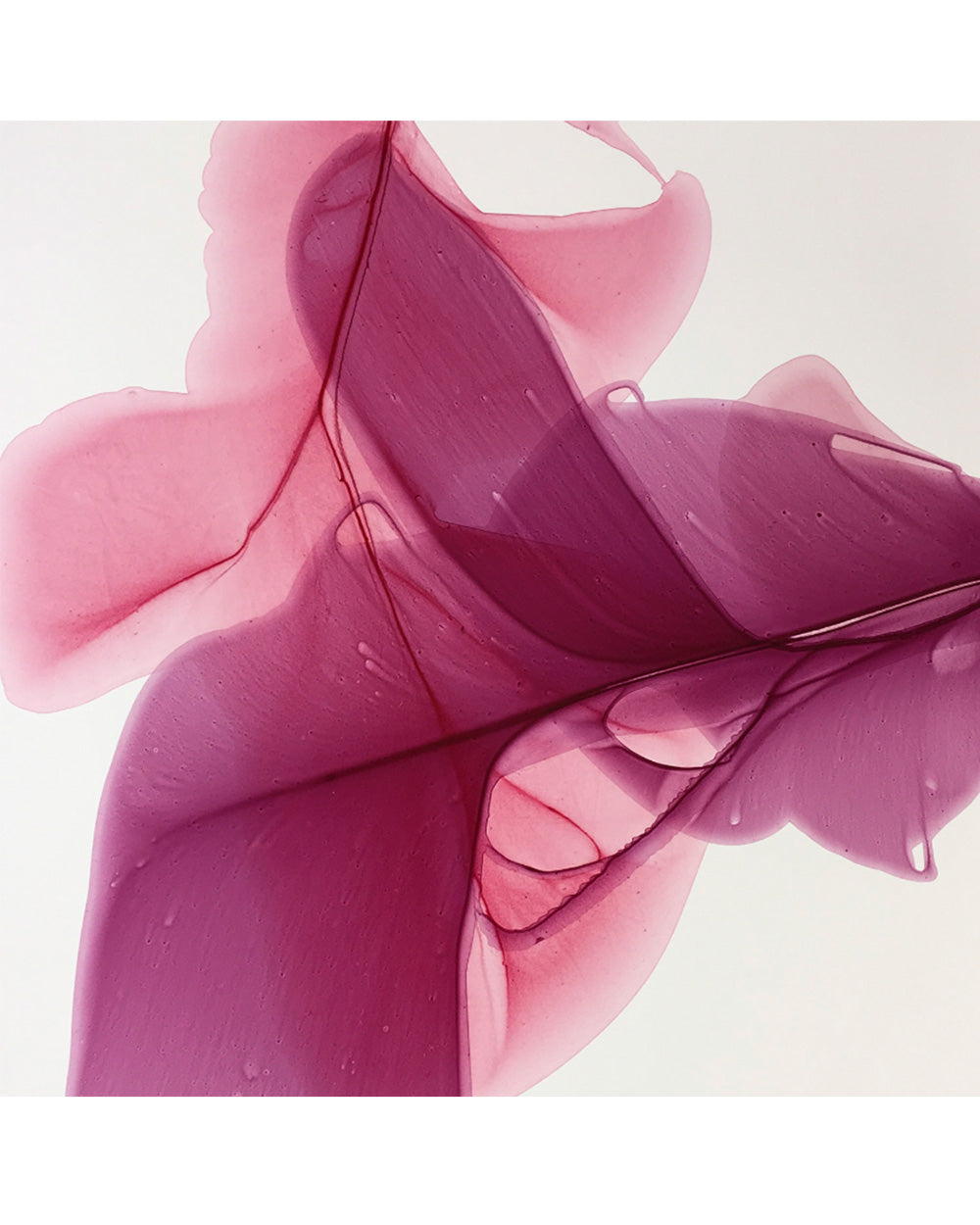 Botanical watercolor large canvas and paper wall art prints, ready to hang floral artwork Abstract Botanical Watercolor Art Print | Burgë by Marta Spendowska