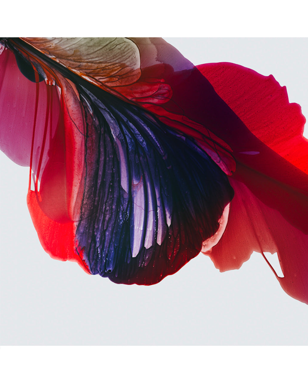 Botanical watercolor large canvas and paper wall art prints, ready to hang floral artwork Abstract Botanical Watercolor Art Print | Poska by Marta Spendowska