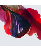 Botanical watercolor large canvas and paper wall art prints, ready to hang floral artwork Abstract Botanical Watercolor Art Print | Poska by Marta Spendowska