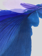 Modern Fine Art for Home Decor Abstract Watercolor Painting Blue Bell 52x52" by Marta Spendowska