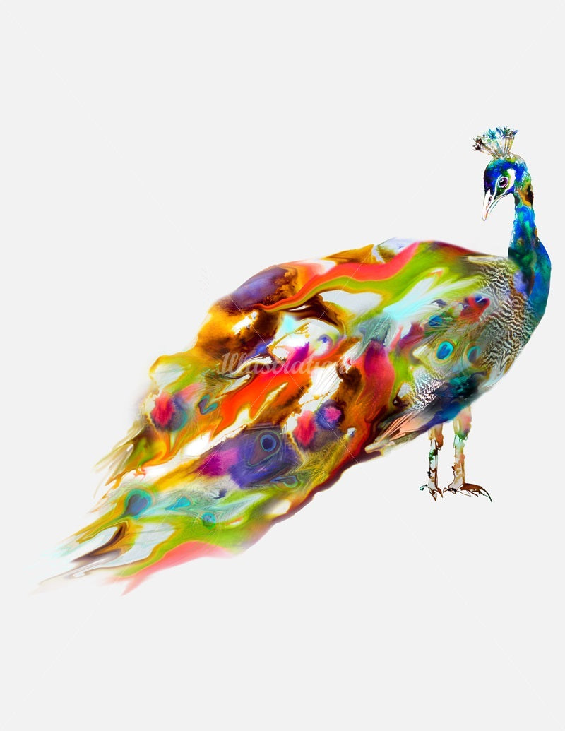 Watercolor illustration, watercolor painting animal peacock illustration by Marta Spendowska