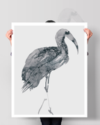 Animal Wall Art Prints Loose Watercolor Paper & Canvas | Ibis