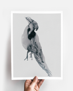 Animal Wall Art Prints Loose Watercolor Paper & Canvas | Parrot 1