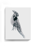 Animal Wall Art Prints Loose Watercolor Paper & Canvas | Parrot 1