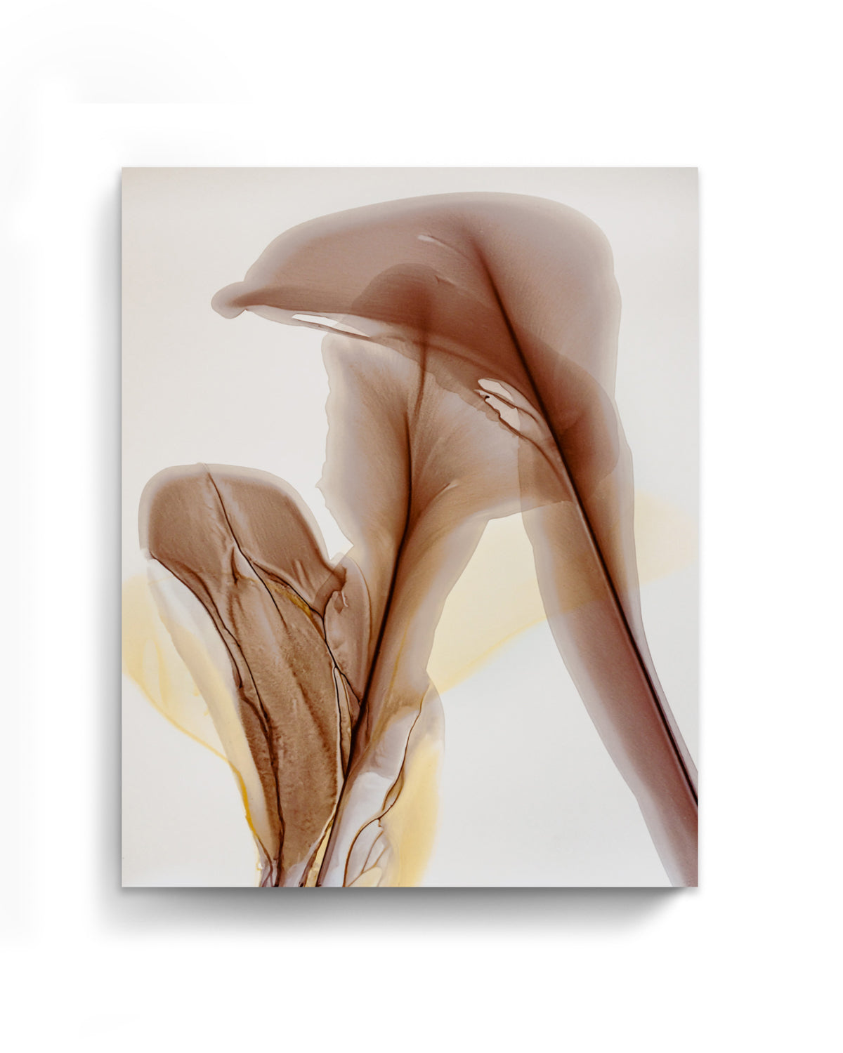 Botanical Wall Art Prints Abstract Floral Plant Watercolor Paper & Canvas | Bloom 37
