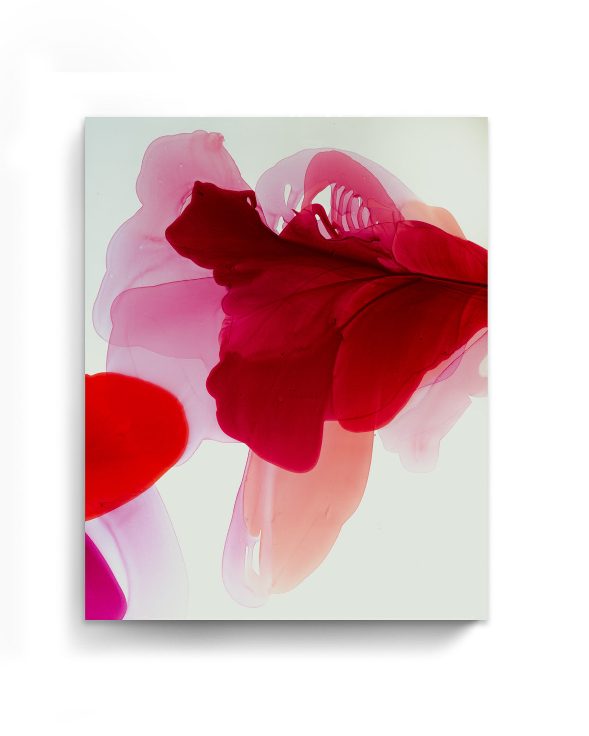 Botanical Wall Art Prints Abstract Floral Plant Watercolor Paper & Canvas | Bloom 6