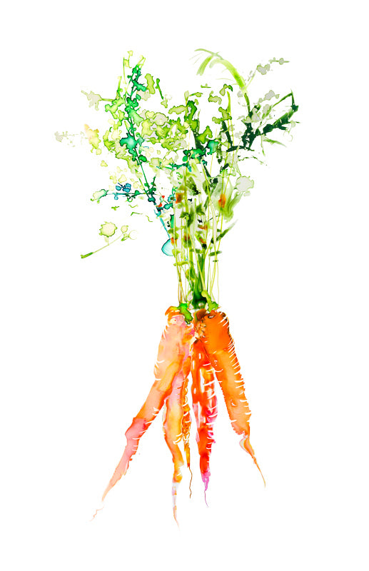 Watercolor illustration, watercolor painting veggies carrot food illustration by Marta Spendowska